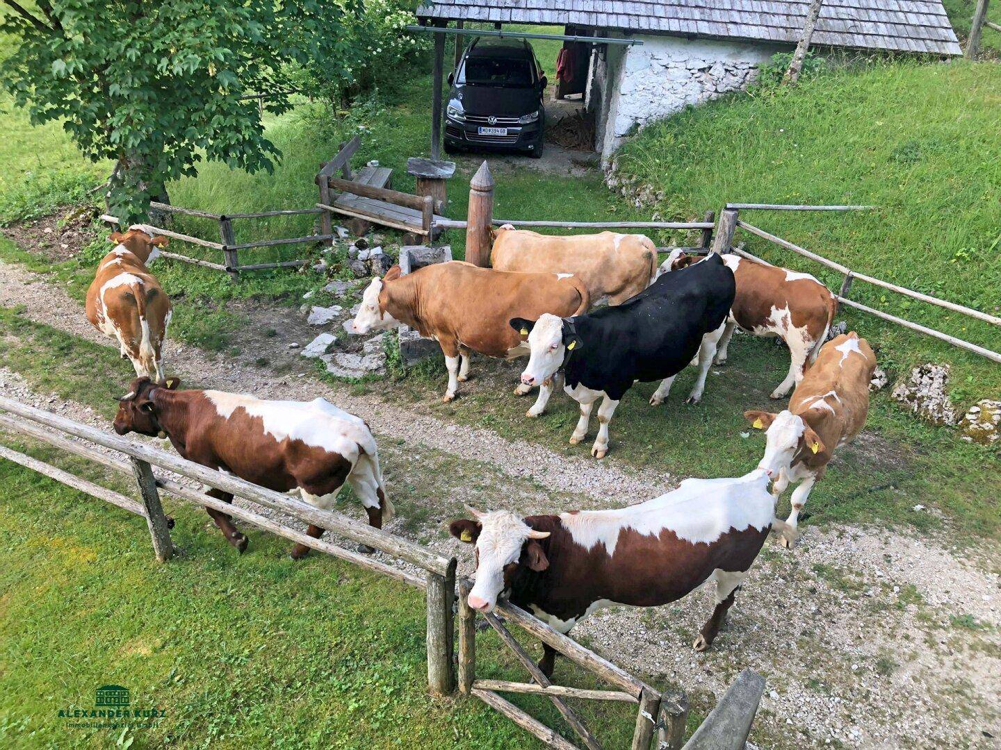 Alm, Immobilien-Kurz-Salzburg