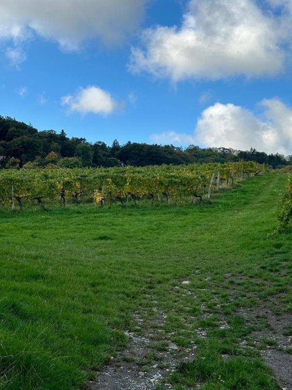 FREI_Allgemein_Ausblick Weinberge