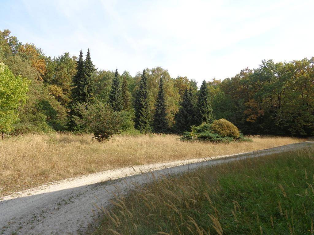 Eine weite Wiesenlandschaft mit einem Feldweg, umgeben von verschiedenen Bäumen und Nadelhölzern.