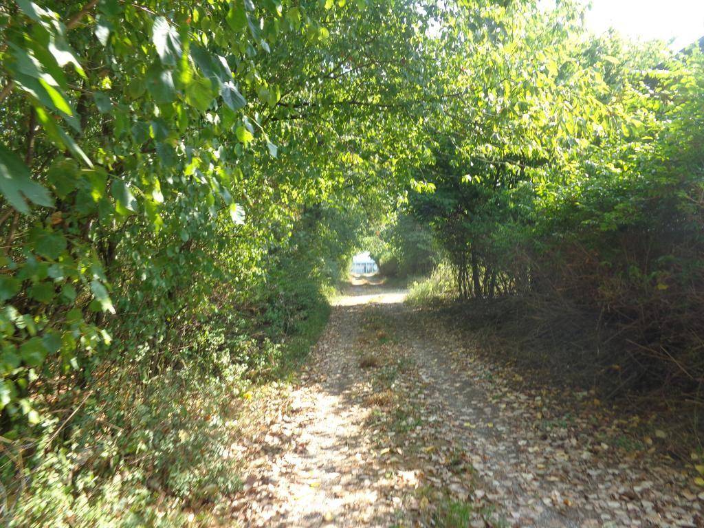Ein von dichtem Grün umgebener Feldweg führt durch einen natürlichen Tunnel aus Bäumen und Sträuchern.