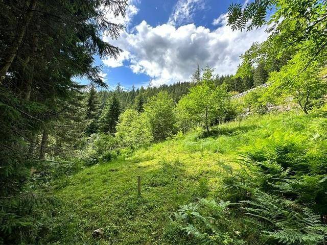 Lichtdurchflutete Waldlichtung mit saftigem Grün und Farnen unter blauem Himmel.