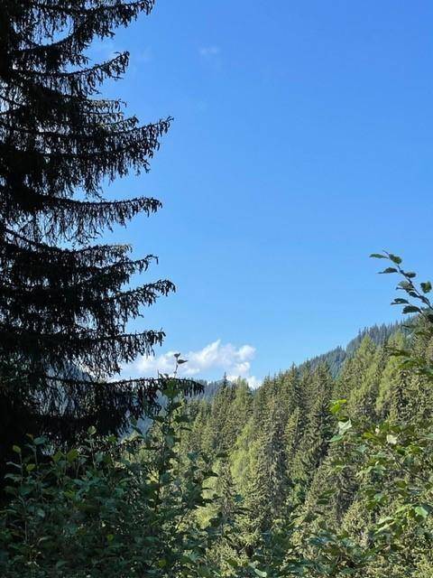 Blick in einen dichten Nadelwald mit hohen Bäumen unter klarem blauem Himmel.