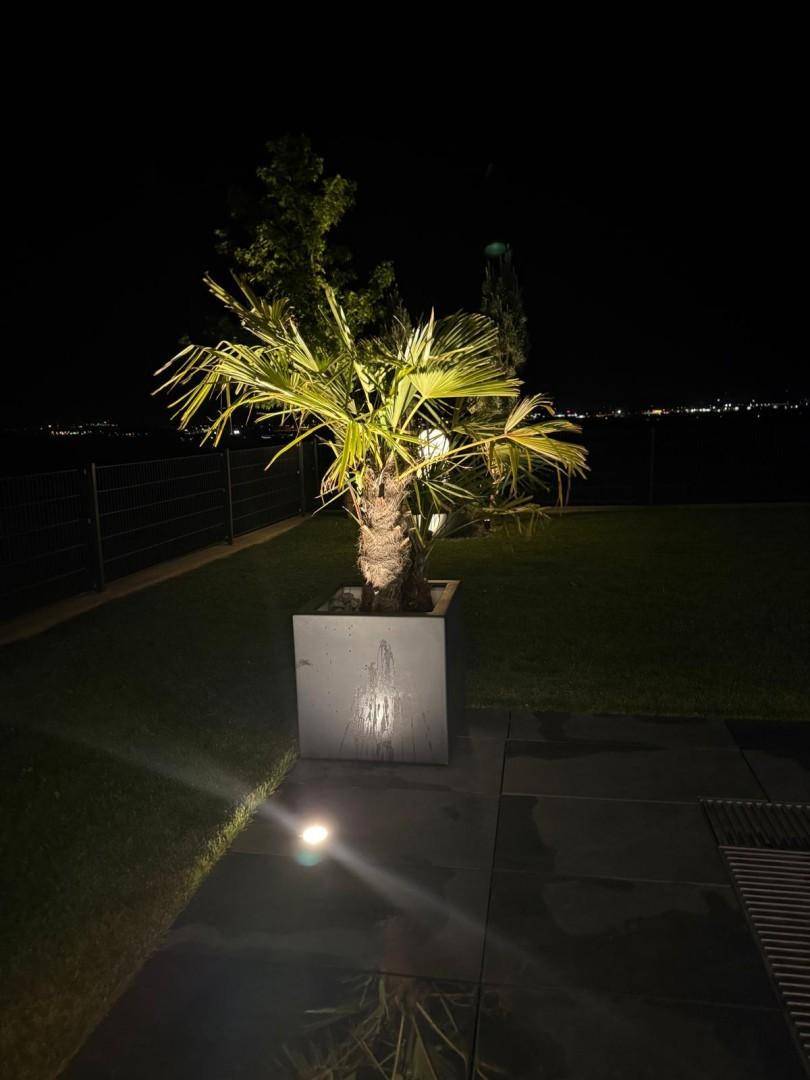 Beleuchtete Palme in einem Pflanzkübel im Garten bei Nacht mit weitem Blick.