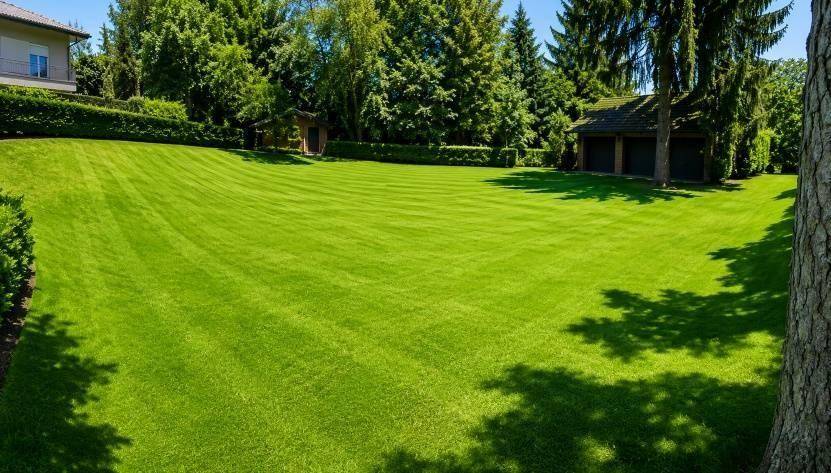 Großer, sorgfältig gemähter Rasen, umgeben von hohen Bäumen und einer Hecke, mit einem Holzschuppen.