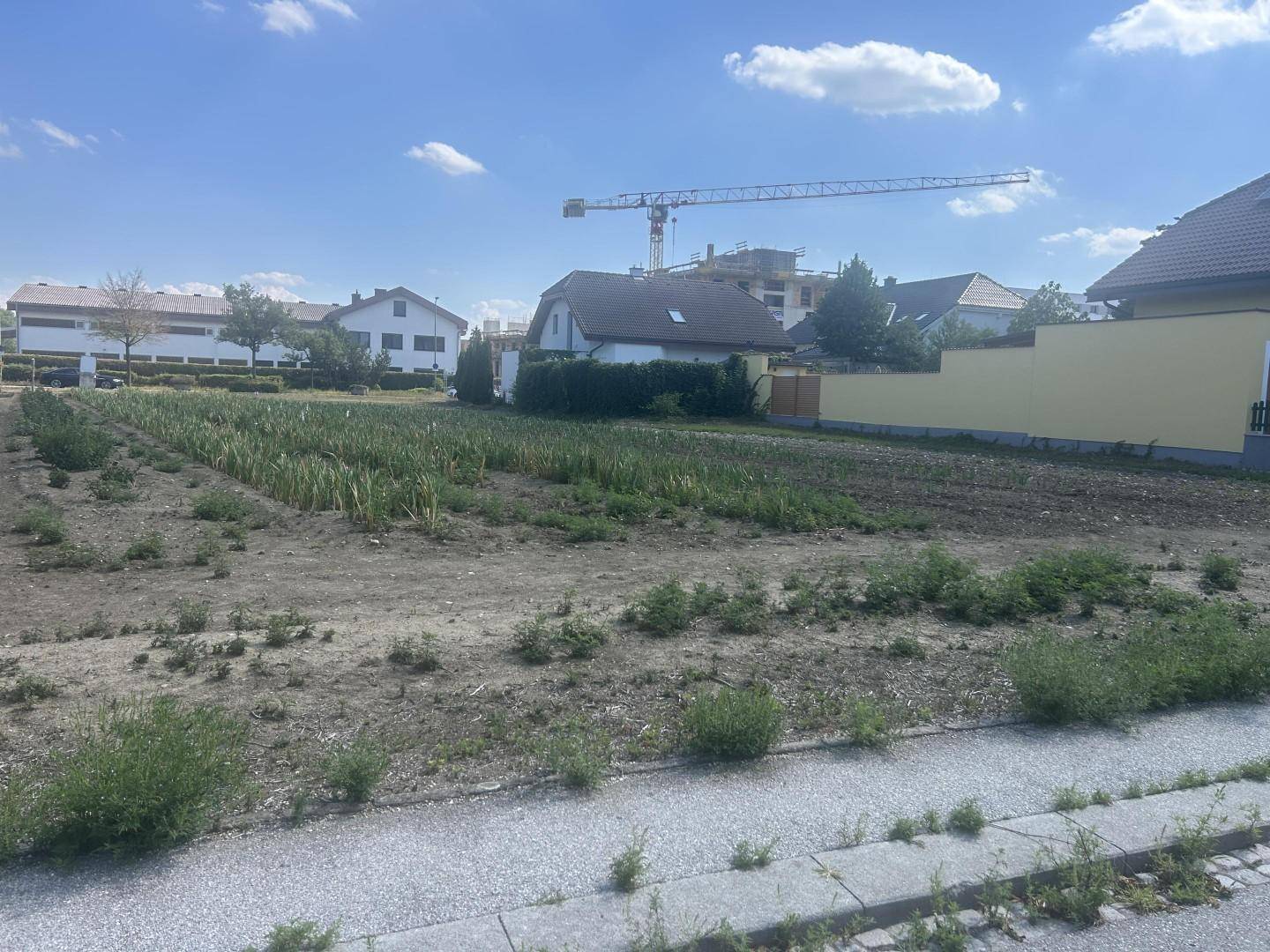 Offenes Feld mit jungen Pflanzen und einem Baukran im Hintergrund unter blauem Himmel.