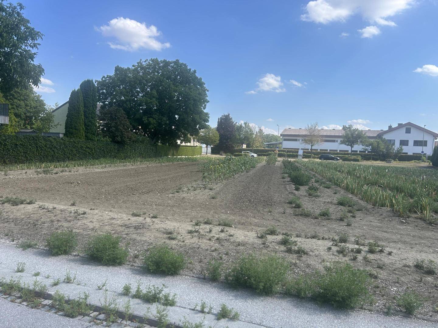 Offenes Feld mit jungen Pflanzen und Häusern im Hintergrund unter blauem Himmel.