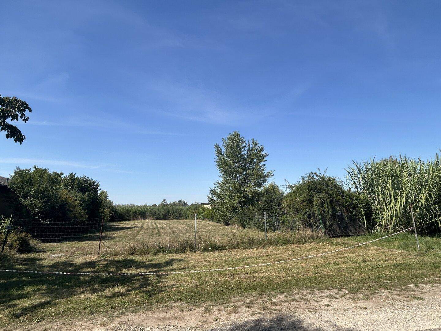 Offenes Grundstück mit natürlicher Vegetation, umgeben von Bäumen und Sträuchern unter klarem Himmel.