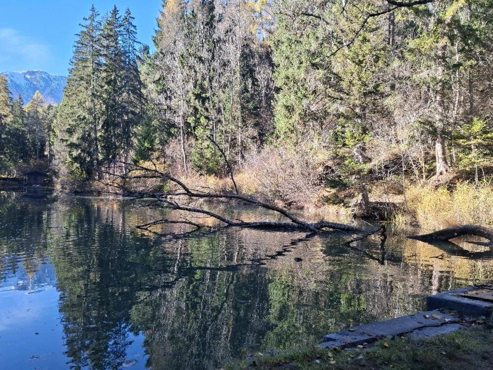 Ruhiger See umgeben von hohen Bäumen, mit einem umgestürzten Ast im Wasser, an einem sonnigen Tag.