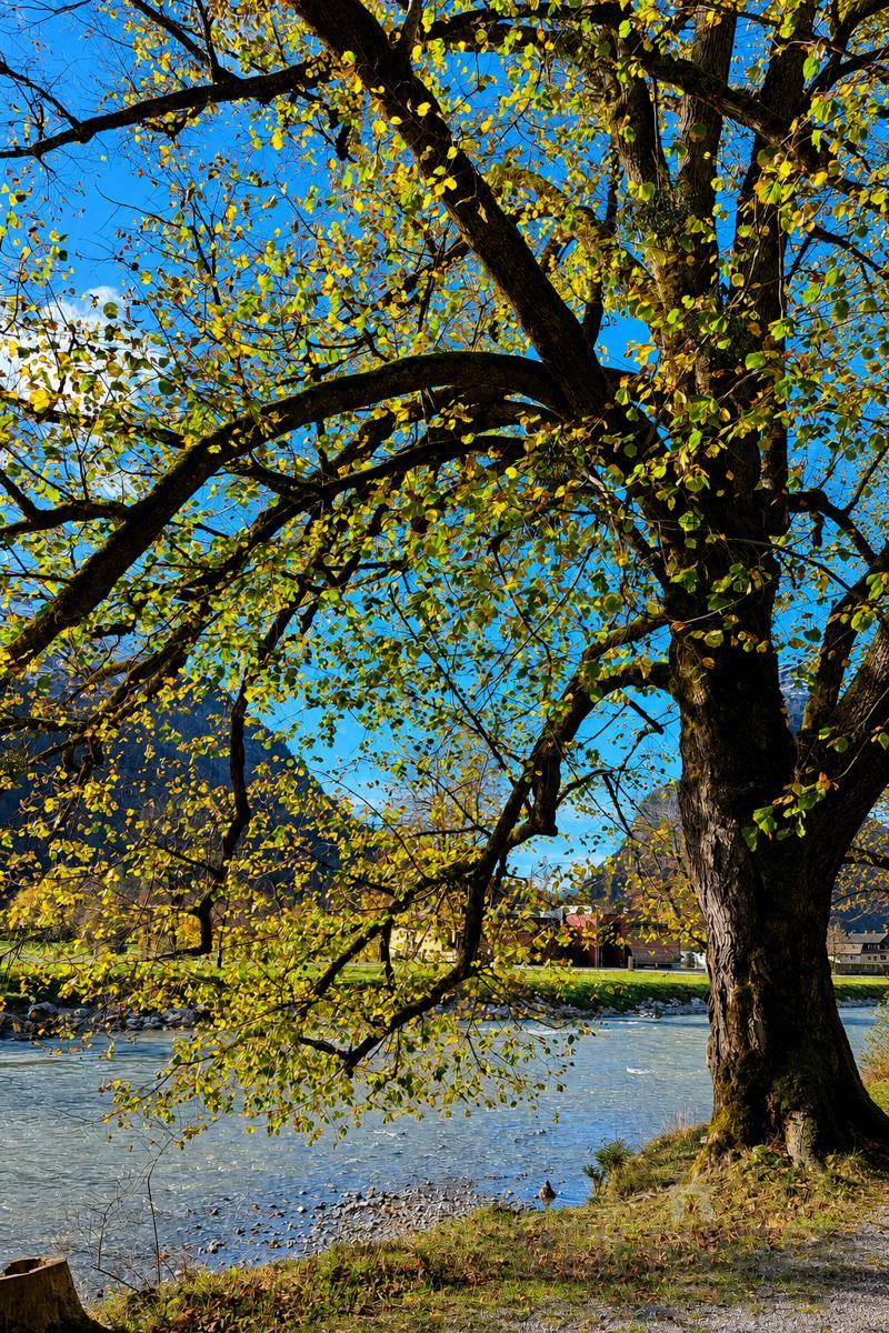Malerischer Blick auf einen Fluss mit einem großen Baum im Vordergrund und Bergen im Hintergrund.