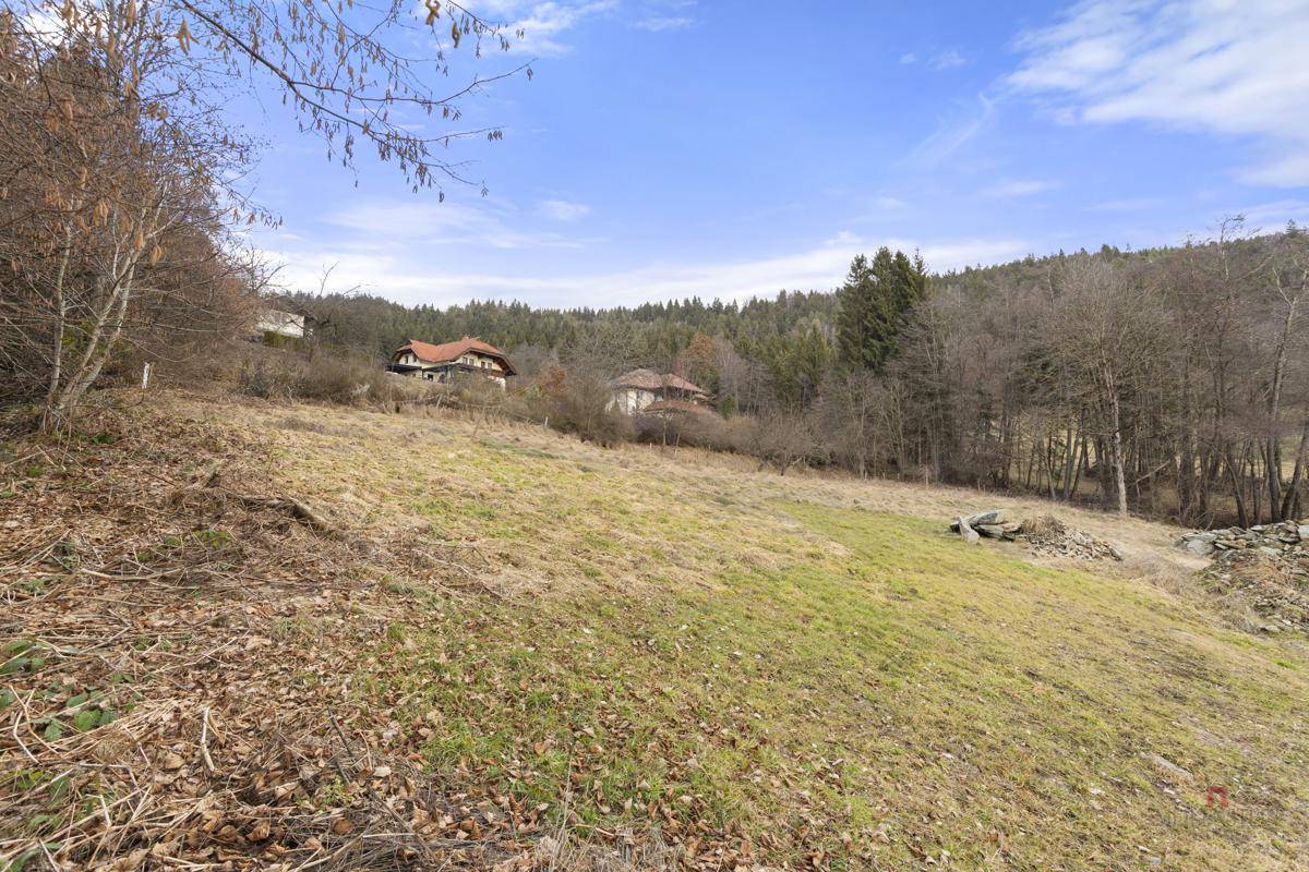 Hanglage mit trockenem Gras und vereinzelten Bäumen, umgeben von dichter Vegetation.
