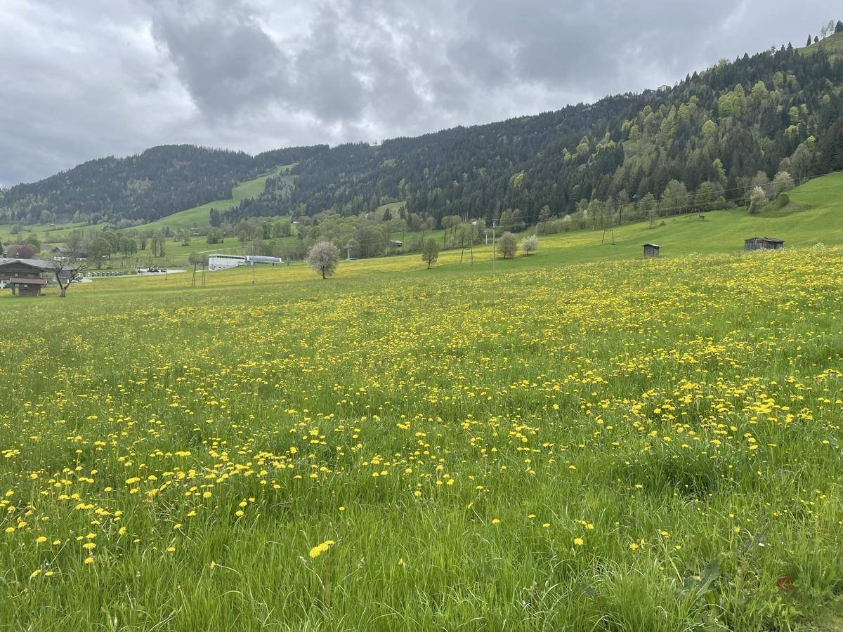 Weitläufige grüne Wiese voller gelber Blumen, umgeben von bewaldeten Hügeln unter bewölktem Himmel.
