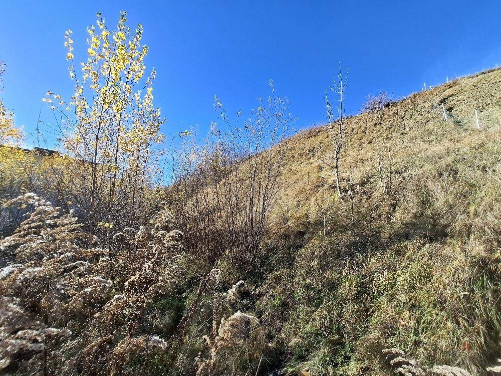 Detailansicht eines sonnigen Grashangs mit trockener Vegetation und jungen Bäumen im Herbstlicht.