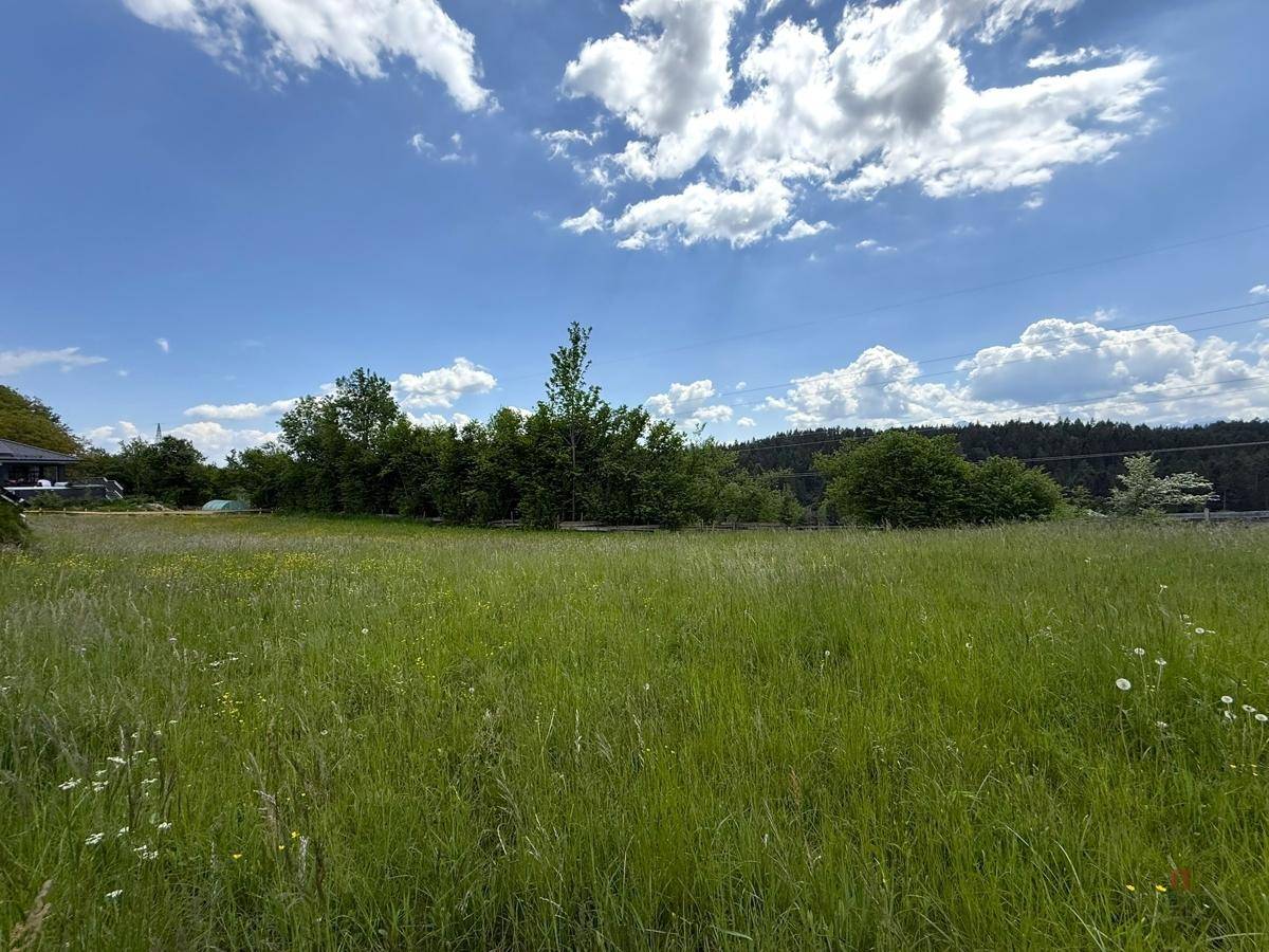 Offene grüne Wiese mit vereinzelten Bäumen und Sträuchern unter einem strahlend blauen Himmel.