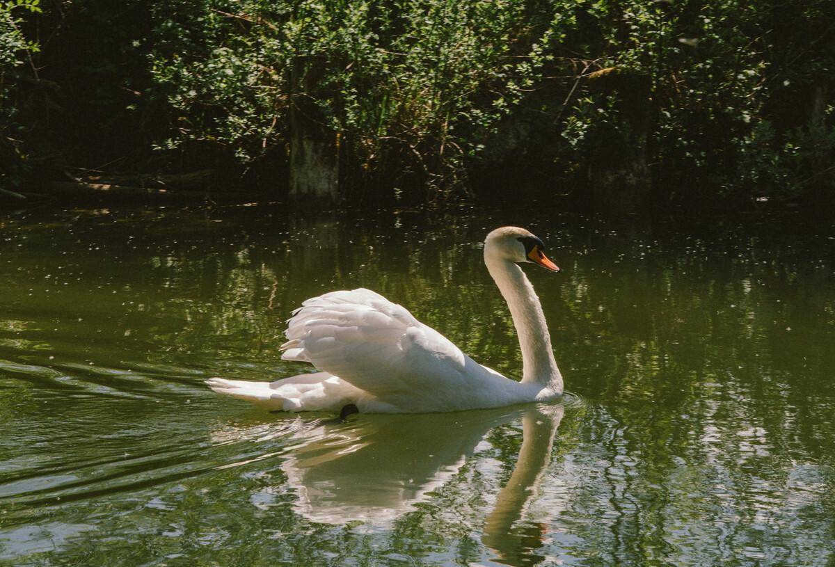 Eleganter Schwan schwimmt an einem sonnigen Tag auf einem ruhigen, grünen Teich.