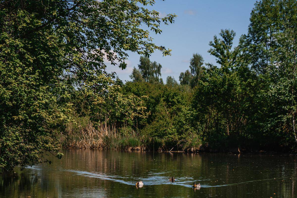 Ruhiger Teich umgeben von üppigem Grün mit Enten, die auf dem Wasser schwimmen.