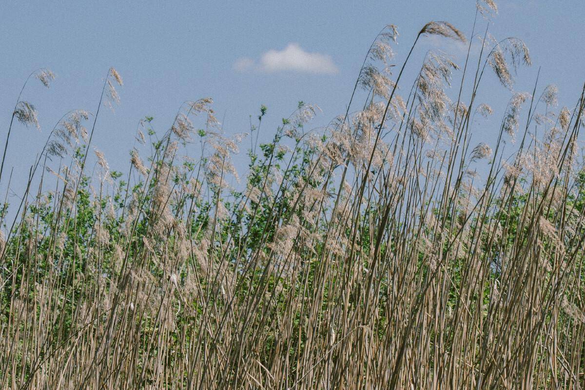 Hohes Schilfgras wiegt sich sanft im Wind unter einem hellblauen Himmel.