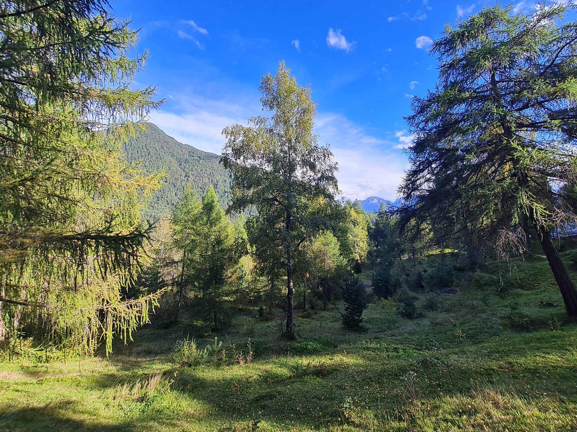 Sonnige Waldlichtung mit verschiedenen Bäumen und einem weiten Blick auf die umliegenden Berge.