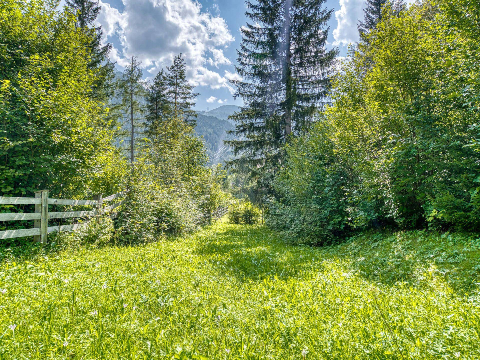 Sonnige Lichtung im Grünen mit hohem Gras, umgeben von Bäumen und Blick auf die Berge.