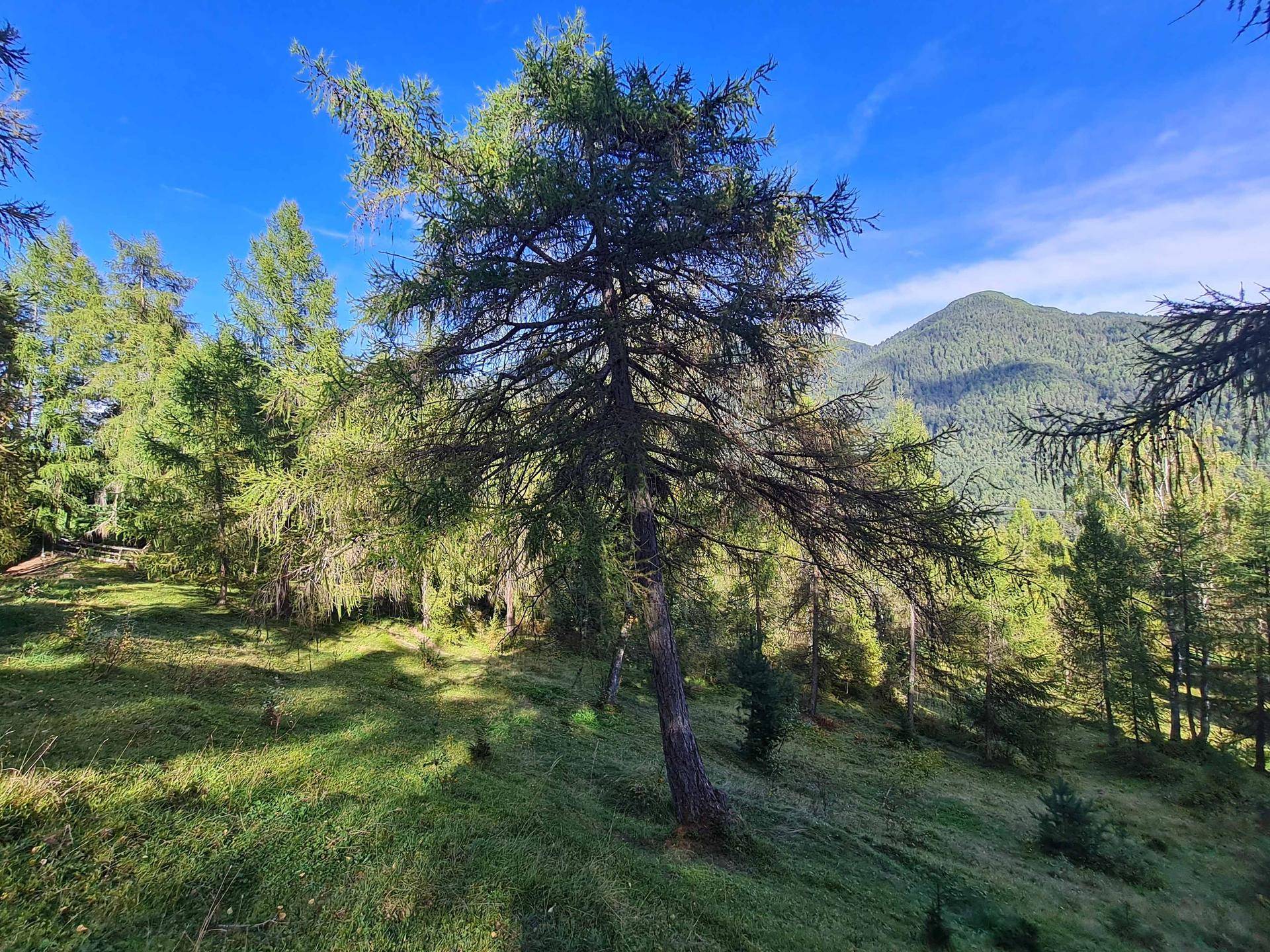 Einzelner Baum auf einer sonnigen Wiese mit bewaldeten Hügeln und Bergen im Hintergrund unter blauem Himmel.