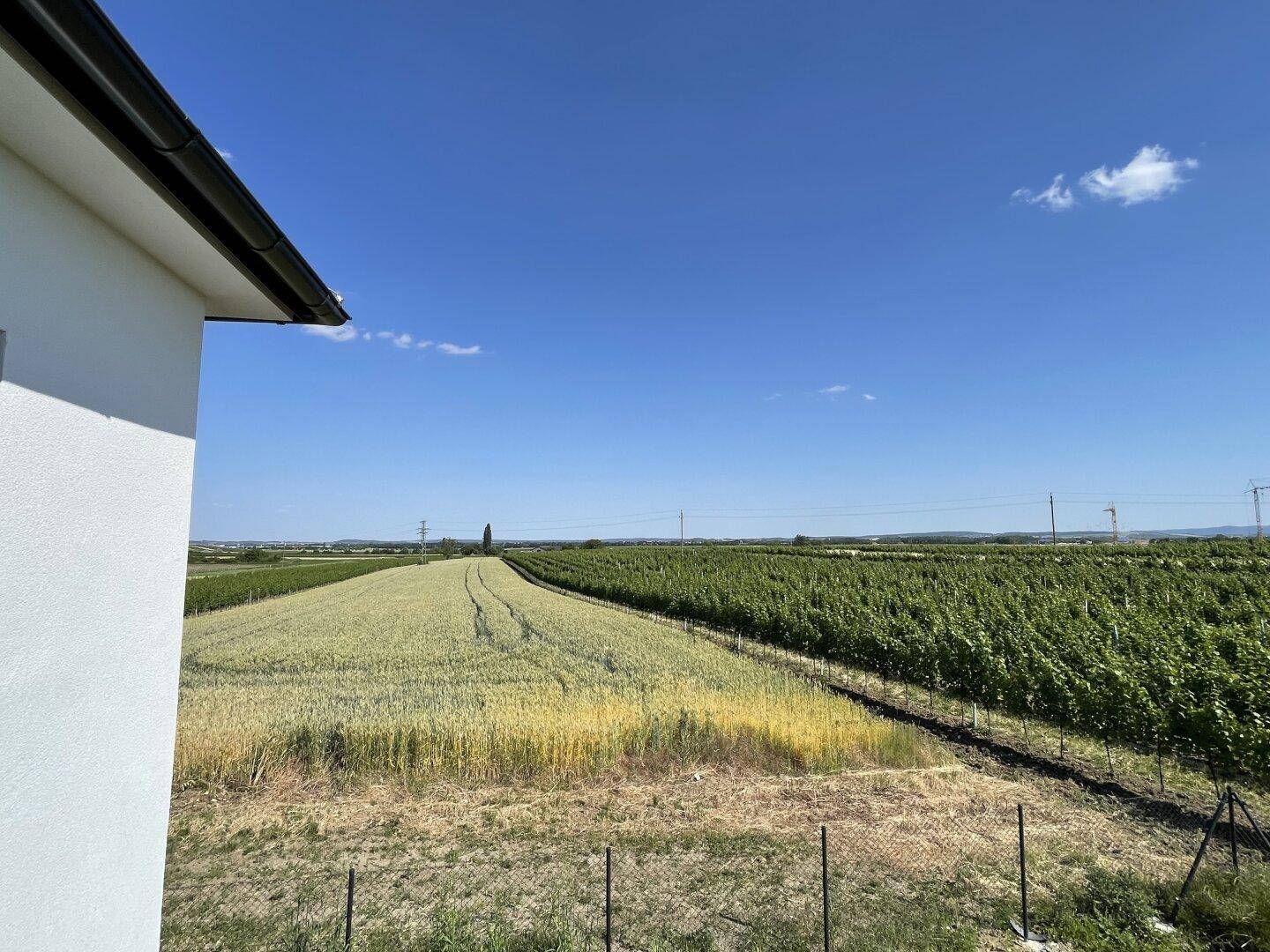 Weitläufiger Blick über grüne Felder und Weinberge unter strahlend blauem Himmel.
