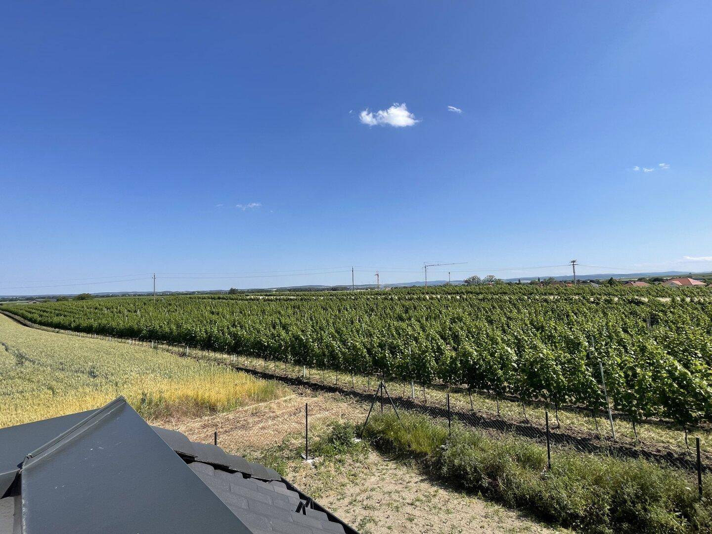 Panoramablick über ausgedehnte Weinberge und Felder unter einem klaren Sommerhimmel.