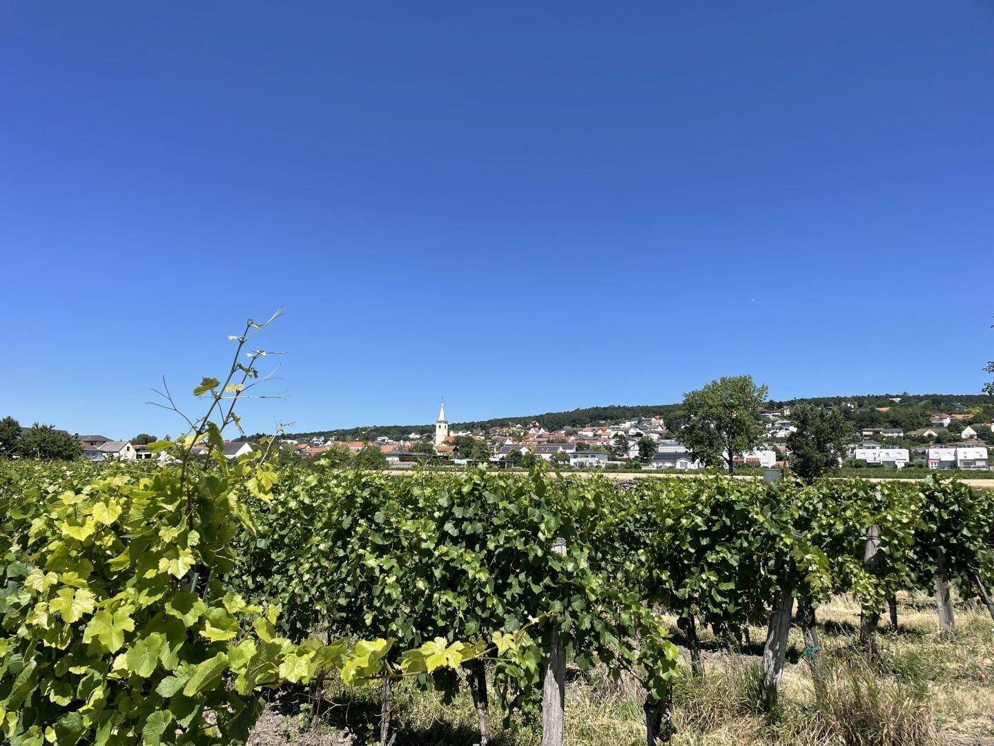 Malerischer Blick über einen Weinberg auf ein charmantes Dorf mit Kirchturm in der Ferne.