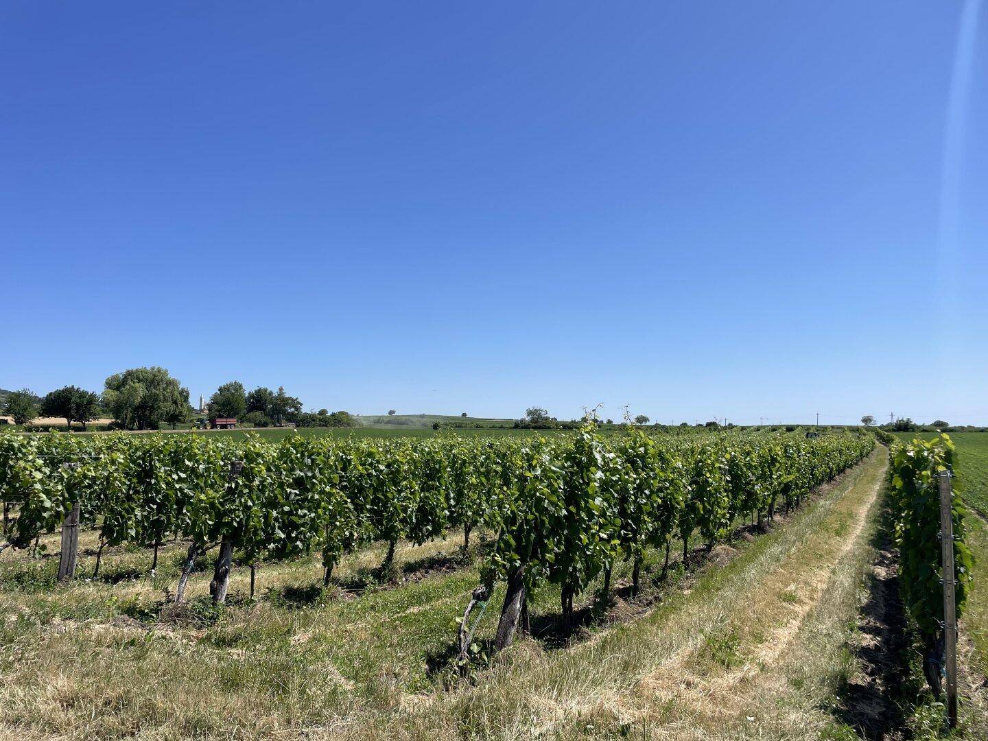 Weitläufige Weinberge erstrecken sich unter einem strahlend blauen Himmel, eine idyllische Landschaft.