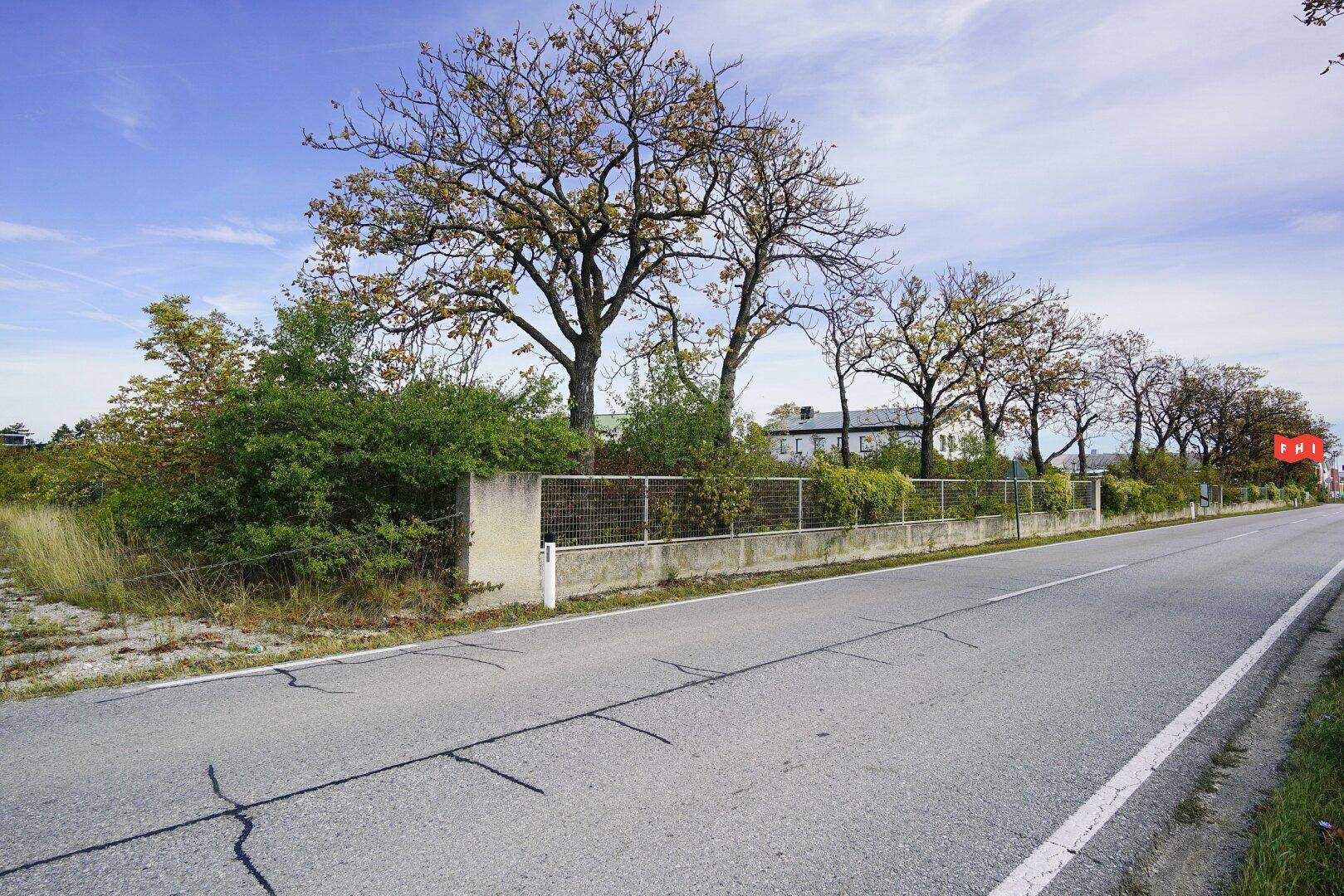 Landstraße mit einem Zaun und einer Reihe von Bäumen, die das Grundstück von der Straße abgrenzen.