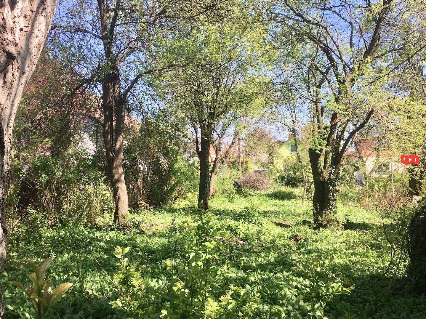Grüne, baumbestandene Fläche, die einen naturnahen Garten oder ein unbebautes Grundstück zeigt.