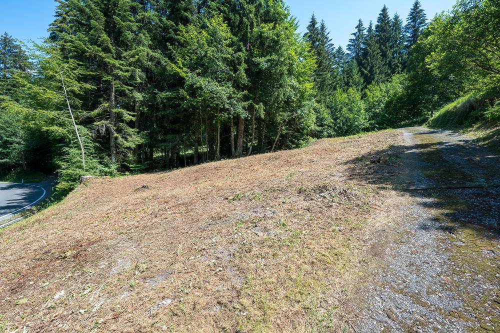 Offenes Grundstück mit angrenzendem Schotterweg und einer Straße, umgeben von Wald.