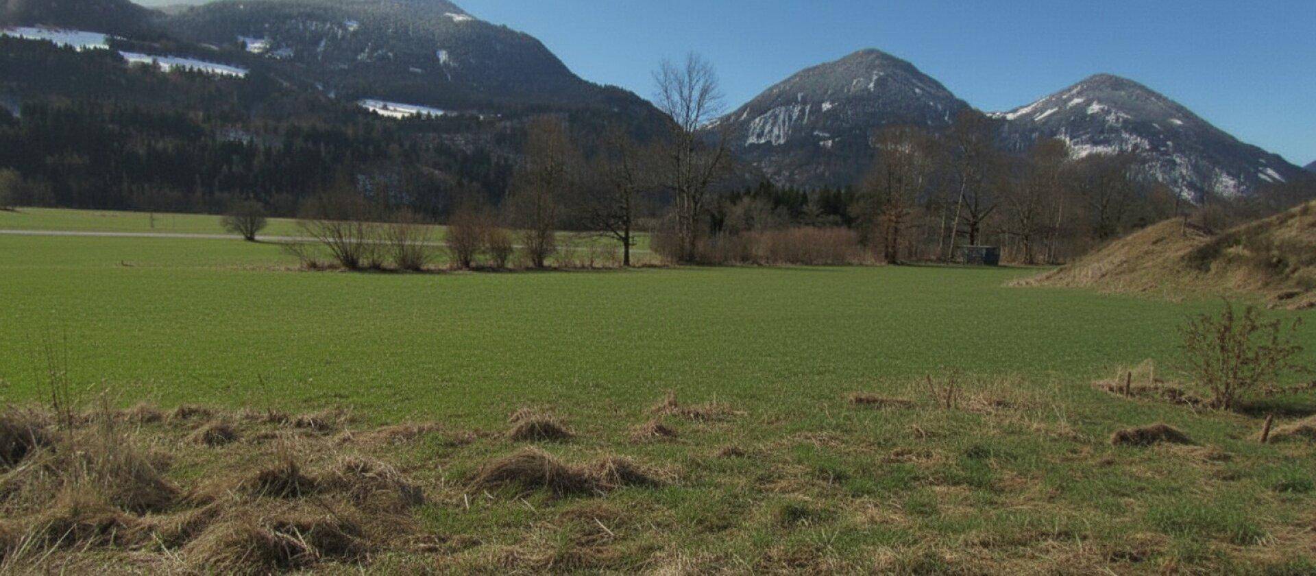 Frühlingshafte grüne Wiese mit Büschen und schneebedeckten Bergen im Hintergrund unter blauem Himmel.