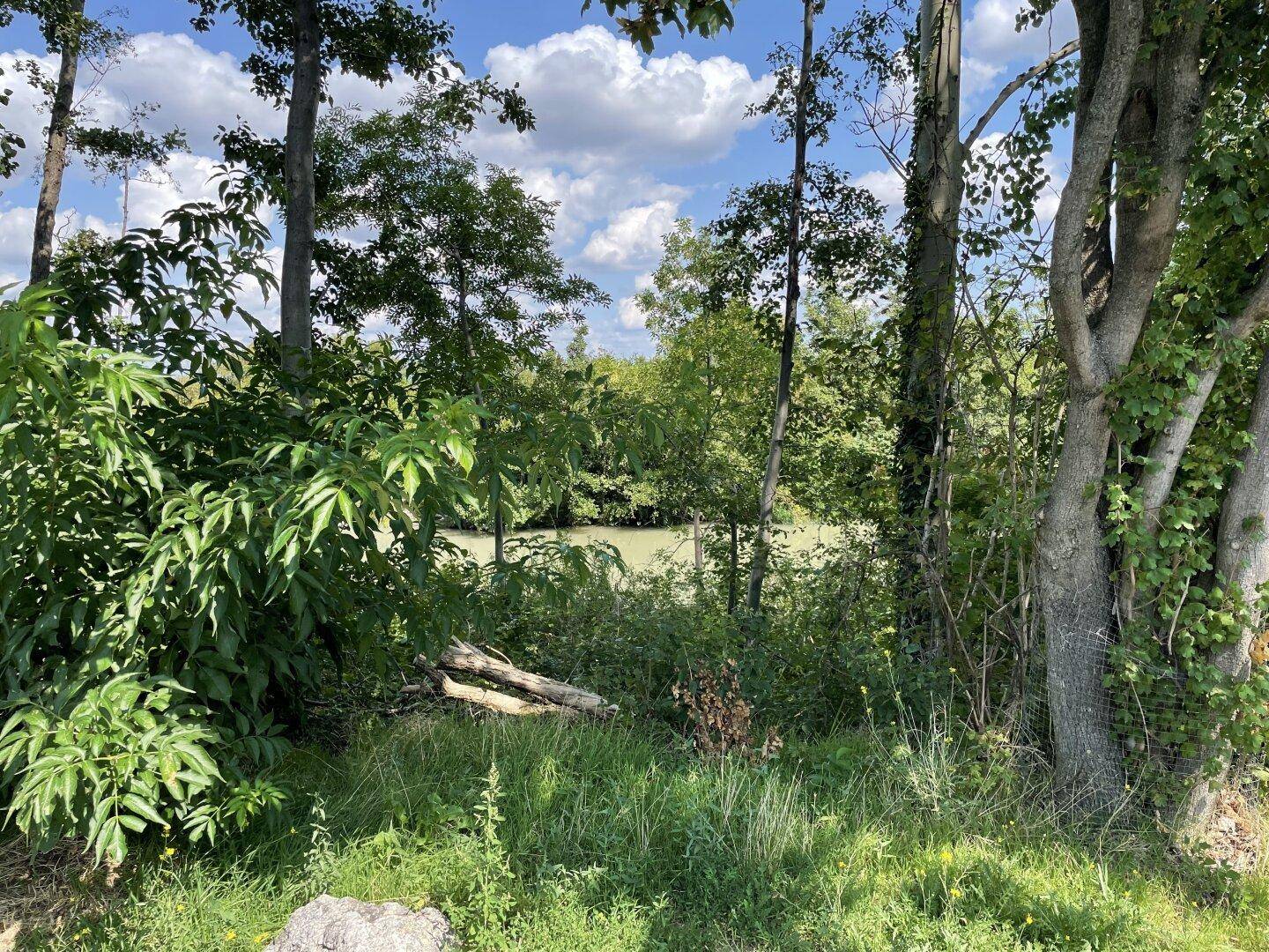 Natürliche Landschaft mit üppigem Grün und einem ruhigen Gewässer unter blauem Himmel.