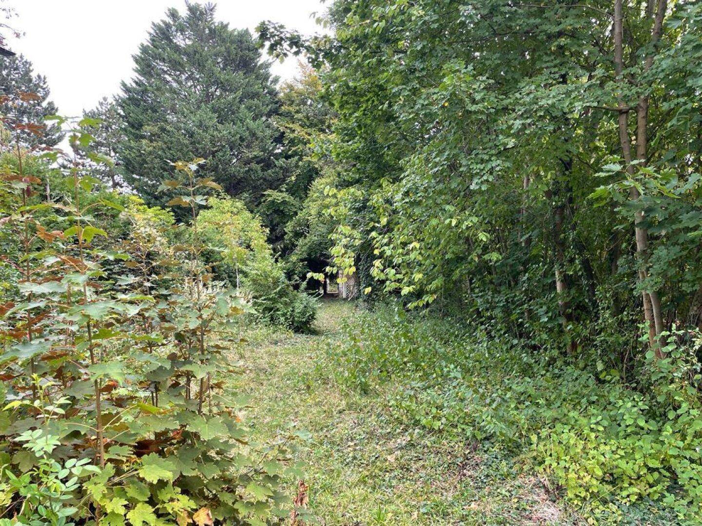 Schmaler, bewachsener Pfad durch dichtes Grün und Bäume in der Natur.