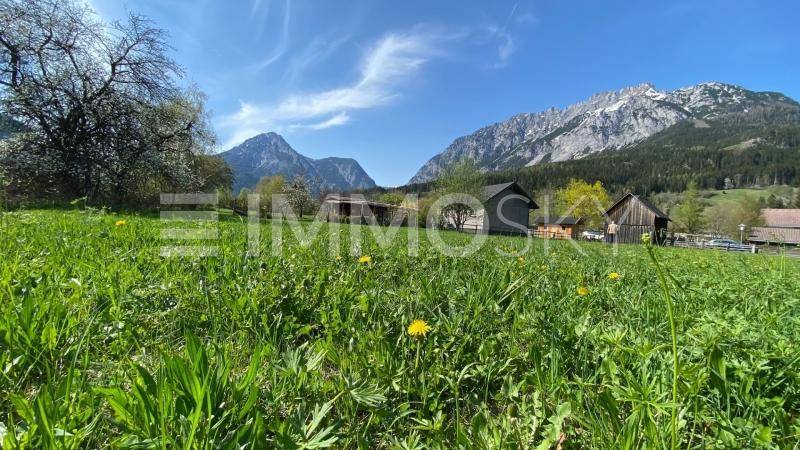 SONNIGES TRAUMPLATZERL MIT GRIMMING- KAMM- UND STODERBLICK