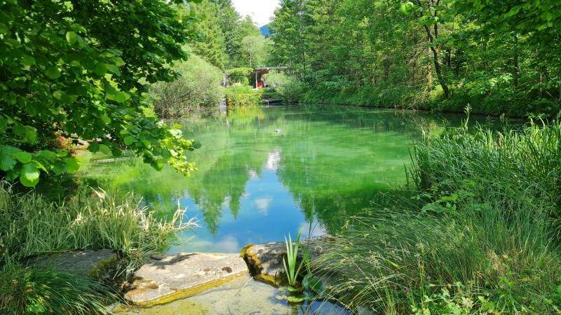 Natürlicher Teich umgeben von üppigem Grün und hohen Bäumen, der eine ruhige Landschaft bietet.