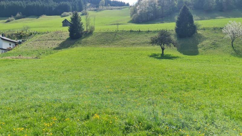 Idyllische grüne Wiese mit vereinzelten Bäumen und bewaldeten Hügeln im Hintergrund.