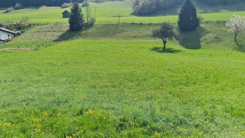 Ruhige grüne Wiesenlandschaft mit einzelnen Bäumen und bewaldeten Bergen in der Ferne.