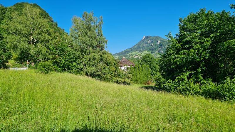Idyllische grüne Landschaft mit weiten Wiesen und majestätischen Bergen im Hintergrund unter blauem Himmel.