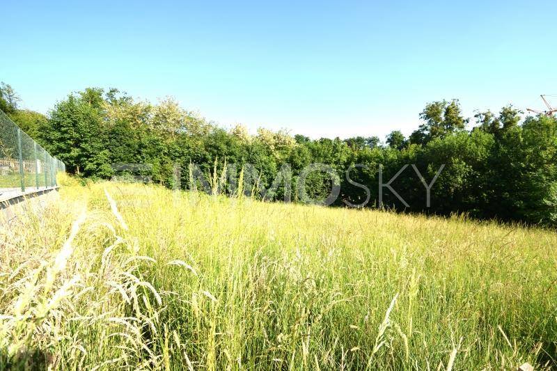 Grüne Wiese mit hohen Gräsern, umgeben von Bäumen und einem Zaun am Rand.