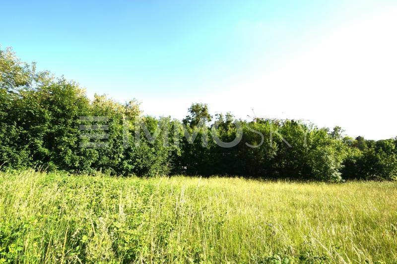 Weite grüne Wiese mit einer dichten Baumreihe im Hintergrund unter blauem Himmel.