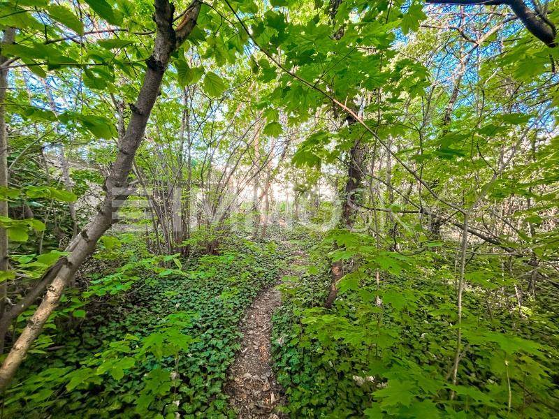 Dichter Waldweg mit üppigem Grün und hohen Bäumen unter hellem Sonnenlicht.