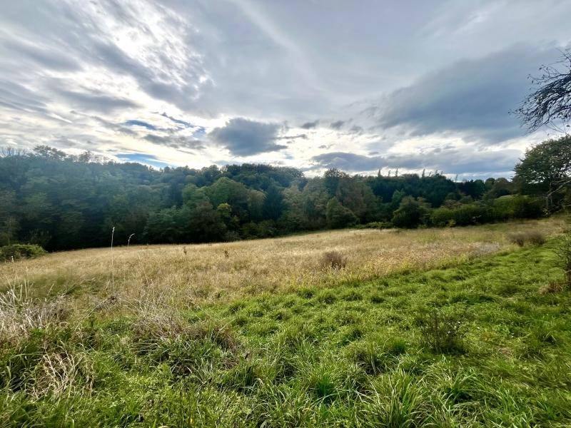 Weites Feld mit Gräsern und Wald im Hintergrund unter einem dramatischen Wolkenhimmel.