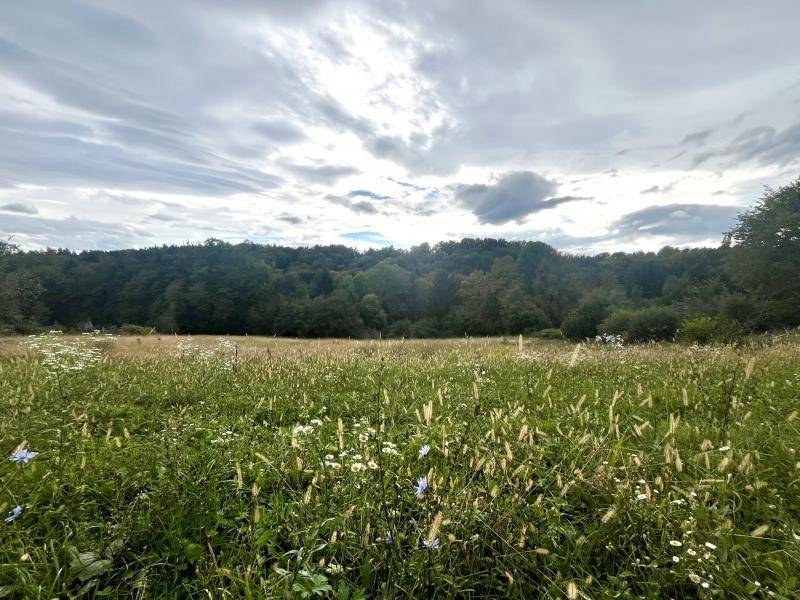 Bunte Blumenwiese mit hohen Gräsern und dichtem Wald im Hintergrund unter einem bewölkten Himmel.