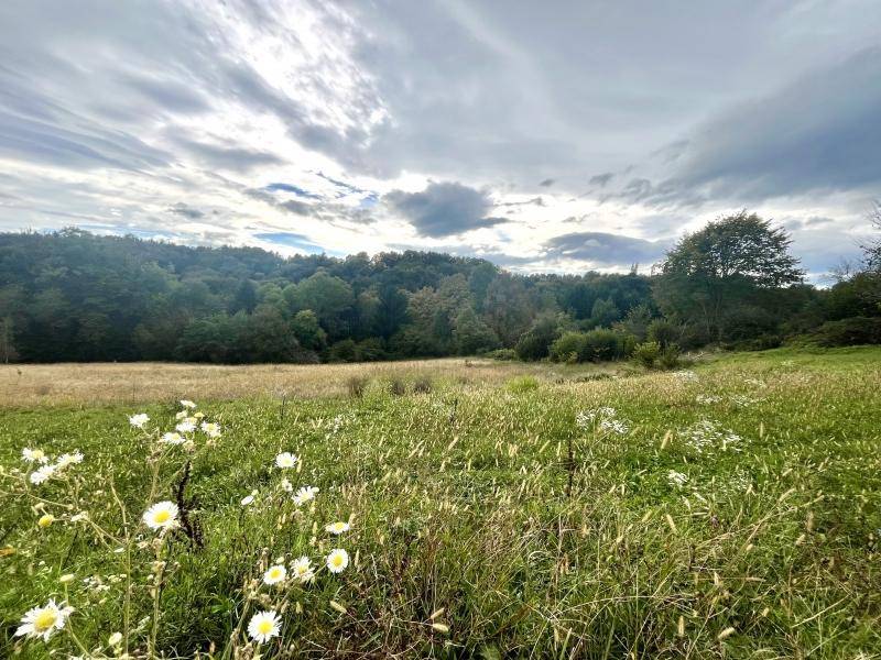 Blumenwiese mit hohen Gräsern und Waldrand im Hintergrund unter einem bewölkten Himmel.