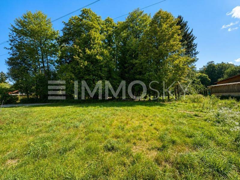 Eine weite grüne Wiese unter blauem Himmel, begrenzt von einer Gruppe hoher Bäume im Hintergrund.