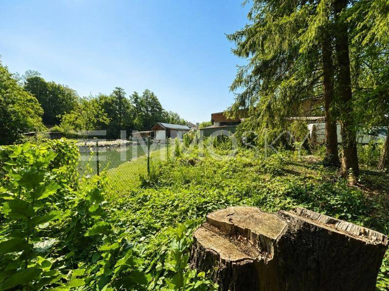 Ein großer Baumstumpf im Vordergrund einer verwilderten Grünfläche mit Nadelbäumen und entfernten Gebäuden.