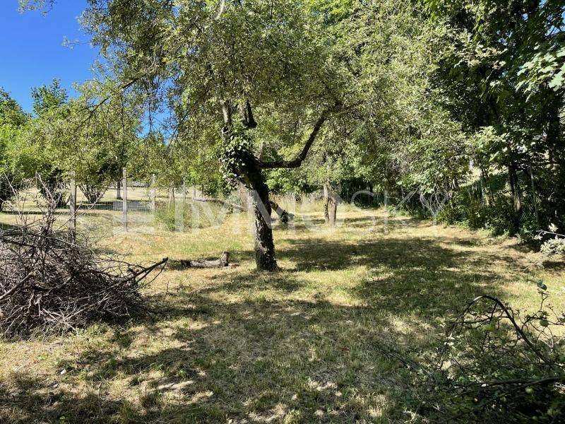 Naturbelassener Gartenbereich mit einem großen Baum, trockener Wiese und Schnittgut im Vordergrund.