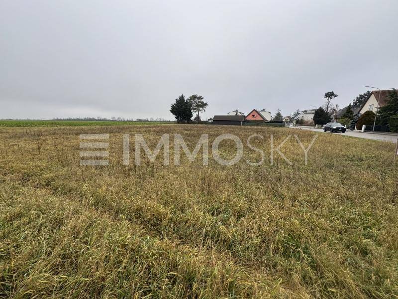 Ausgedehntes Feld mit trockenem Gras, angrenzend an eine Straße mit Häusern und einem Auto in der Ferne.