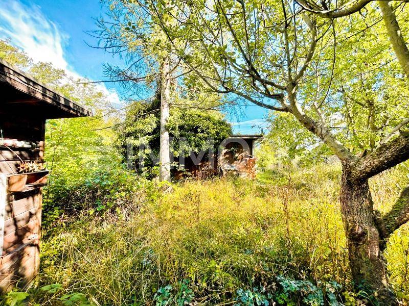 Dichter, naturbelassener Gartenbereich mit alten Bäumen und üppiger Vegetation unter blauem Himmel.