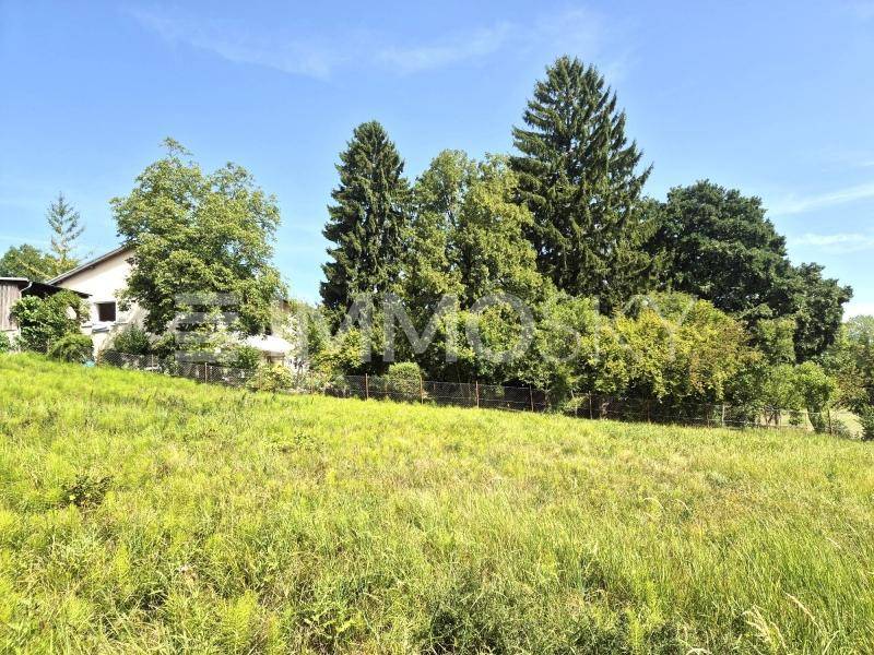 Sonnige Wiese mit üppigem Grün und hohen Bäumen, ein Haus ist im Hintergrund sichtbar.